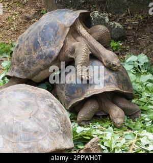 Tartaruga gigante Galápagos (Chelonoidis niger), Foto Stock