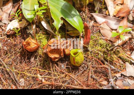 Pitcher pianta Nepenthes nel parco nazionale di Bako. Vacanza, viaggio, concetto tropico, nessuna gente, Malesia, Borneo, Kuching Foto Stock