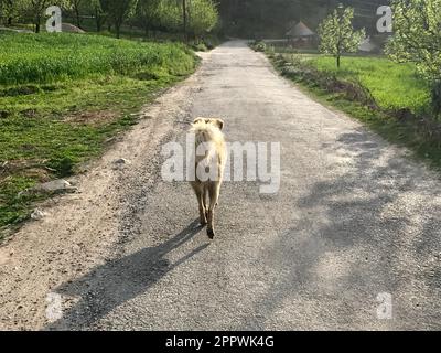 Vista posteriore di un cane che cammina lungo una strada, Tirthan valle, Himalaya indiano, Himachal Pradesh, India Foto Stock