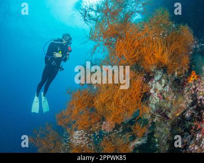 Immersioni subacquee nuotando presso una barriera corallina, Indonesia Foto Stock