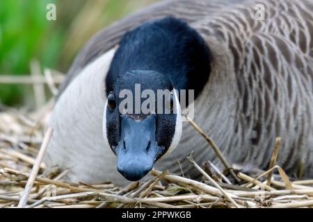 Primo piano ritratto di un'oca canadese femminile seduta su un nido, British Columbia, Canada Foto Stock