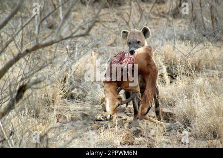 Iena cucciolo macchiato in piedi nel cespuglio con un impala morto, Kruger National Park, Sud Africa Foto Stock
