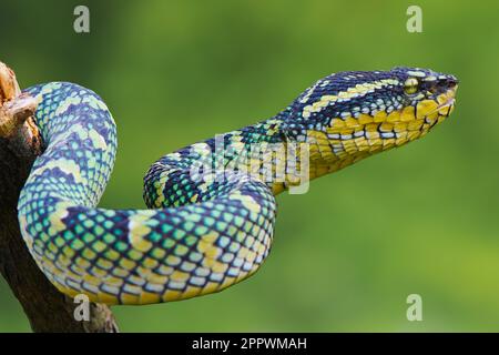 Ritratto di una buca vipera (Tropidolaemus subanulatus) avvolto su un ramo, Indonesia Foto Stock