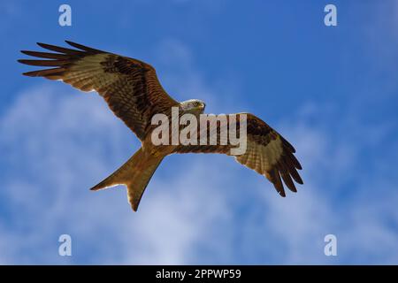 Un aquilone rosso (Milvus milvus) che sorvola con grazia attraverso l'aria in una giornata di sole contro un cielo blu Foto Stock