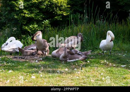 Cigni muti adulti e giovani (Cygnus olor) preening sulla riva di un lago Foto Stock