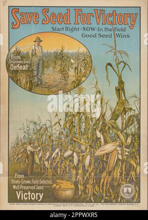 Save seed for Victory start right now-in the field : from unknown seed beat : Good seed wins, from home grown, field-selected, ben preserved seed Seed Victory : Farmers' Bulletin 415 fornisce informazioni sulla selezione e sul risparmio di semi di mais, il tipo che produce colture Victory Data di pubblicazione 1914 Foto Stock
