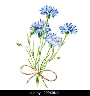 Acquerello bouquet di fiori di mais blu illustrazione isolata su sfondo bianco. Particolare di prodotti di bellezza e botanica set, cosmetologia e. Foto Stock