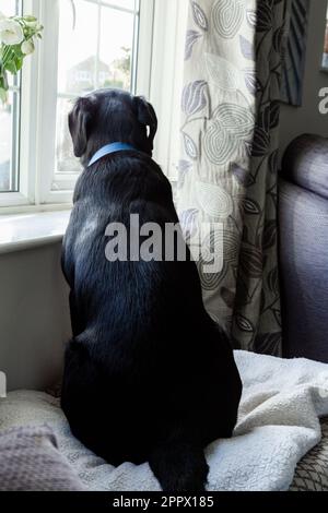 Un labrador retriever nero che guarda da una finestra. Foto Stock