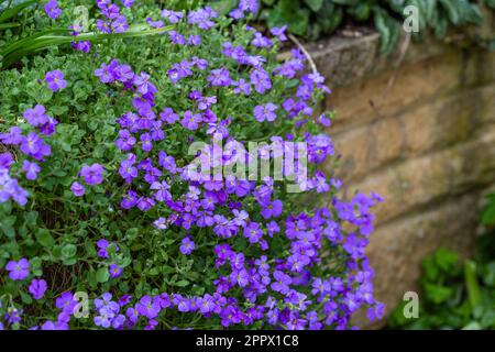 Aubrieta 'Cascade Viola' che cresce lungo un muro. Foto Stock