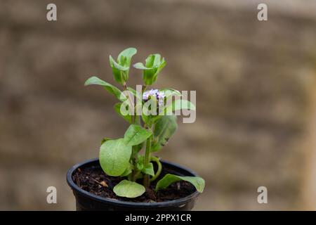 Un piccolo vaso per-Get-Me-Not. La pianta è stata tolta dal terreno, divisa, messa in vaso ed essendo cresciuta sopra prima di re-piantare. Foto Stock