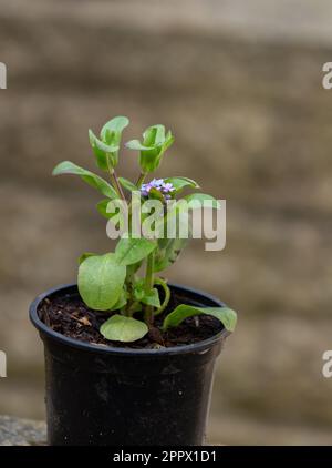 Un piccolo vaso per-Get-Me-Not. La pianta è stata tolta dal terreno, divisa, messa in vaso ed essendo cresciuta sopra prima di re-piantare. Foto Stock