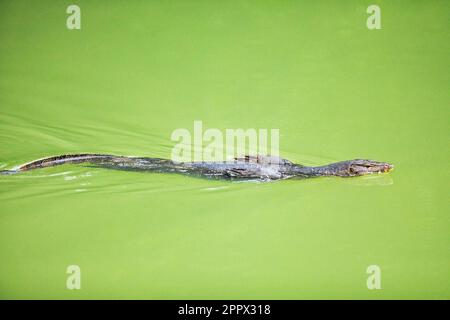 Malay monitor lizard nuoto in un fiume mangrovie, Singapore Foto Stock