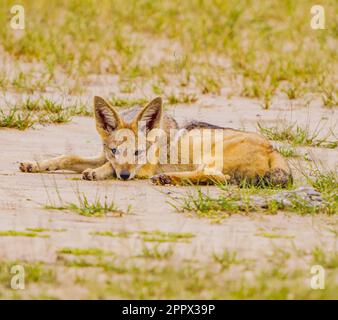 Nero-backed Jackal Foto Stock