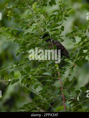 Bulbul rosso ventilato uccello comune dell'india Foto Stock