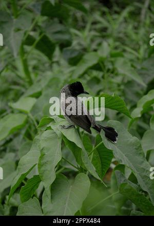 Bulbul rosso ventilato uccello comune dell'india Foto Stock