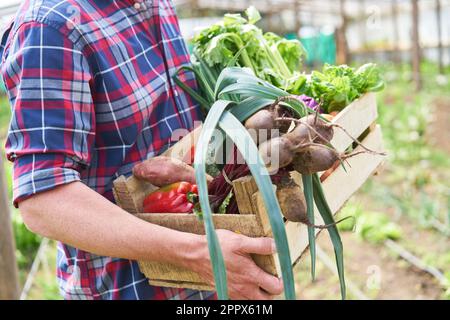 Sezione centrale del contadino che indossa una camicia a quadri che trasporta una cassa di verdure biologiche in azienda Foto Stock