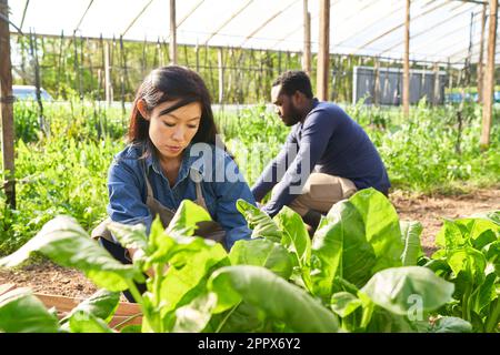 Femmina contadina che raccoglie spinaci freschi con colleghi maschi in background a serra nella giornata di sole Foto Stock