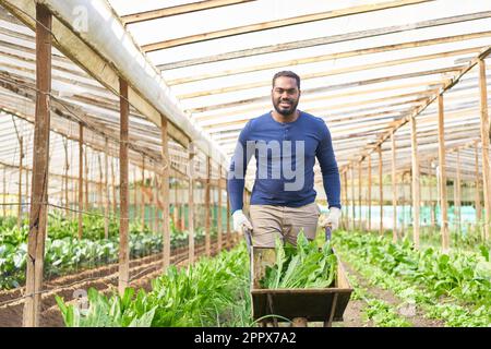 Ritratto di sorridente contadino maschio con piante biologiche in carriola in fattoria Foto Stock