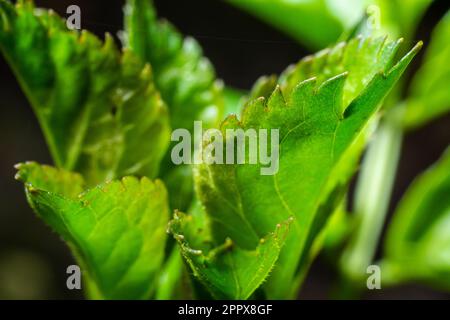 Grandi germogli verdi rami. Foglie verdi giovani che escono da germogli verdi spessi. rami con nuovo fogliame illuminato dal sole del giorno. Primo giorno di primavera. Foto Stock