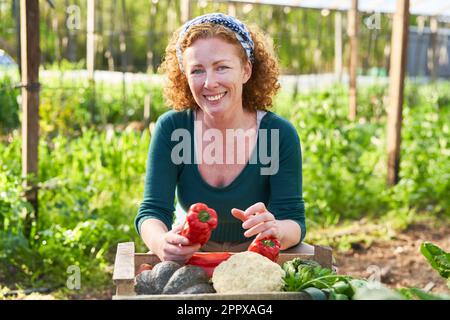 Ritratto di felice maturo giardiniere donna che detiene appena raccolto peperone organico da piante a serra Foto Stock