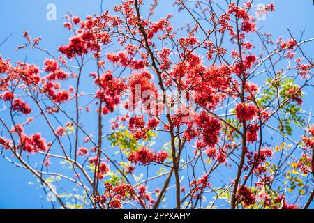 Fuoco selettivo fiore rosso di Monkey Flower Tree, fuoco del Pakistan (Phyllocarpus septentrionalis Donn. Smith) fiorisce sull'albero nel giardino sul cielo blu Foto Stock
