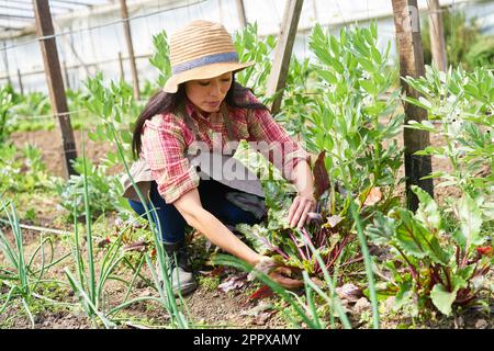 Femmina matura contadina che si prende cura del raccolto mentre lavora in fattoria biologica Foto Stock