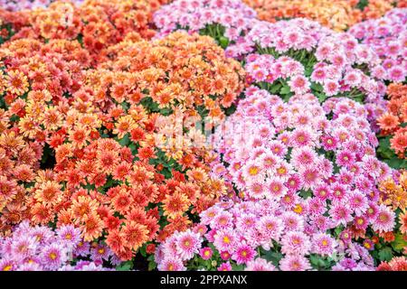 Sfondi floreali margherite di colore arancione e rosa Chrysanthemum. Foto Stock