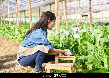 Vista laterale di una femmina matura che raccoglie ortaggi a foglia in un'azienda agricola biologica Foto Stock