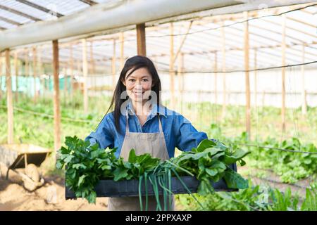 Ritratto di felice agricoltore maturo con verdure fresche e verdi in gabbia in fattoria Foto Stock