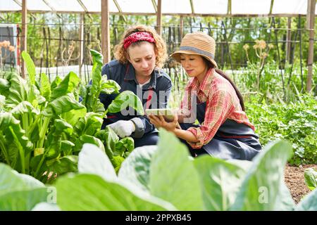 Agronomo femminile che discute con un collega su un tablet PC di fronte alle piante in azienda agricola biologica Foto Stock