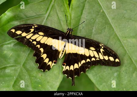 Thoas Swallowtail - Papilio thoas, grande farfalla tropicale colorata da boschi, prati e giardini dell'America Centrale e Latina, Panama. Foto Stock