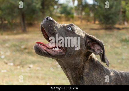 Cane nero purebred del mastiff italiano con gli occhi blu che guardano via mentre spende il tempo nel parco Foto Stock