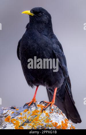 Adorabile e attento chough alpino con piume nere e becco giallo seduti su pietra ruvida su sfondo bianco Foto Stock