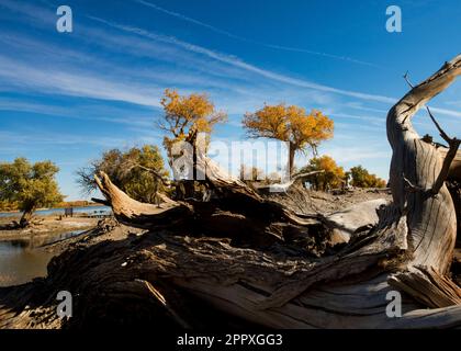 Alberi morti e Populus eufratica nel deserto sotto il cielo blu Foto Stock