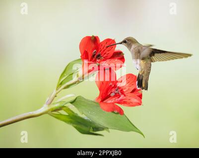 Un colibrì femmina a cinnata nera che sorvolava vicino a fiori rossi. Archilochus alexandri. Foto Stock