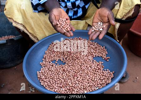 Da sopra di raccolto anonimo donna africana seduto vicino a ciotola di metallo e la cernita fagioli in strada Foto Stock