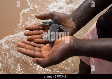 Dall'alto di raccolto anonimo uomo afroamericano che tiene piccola tartaruga mentre si trova in acqua di mare Foto Stock