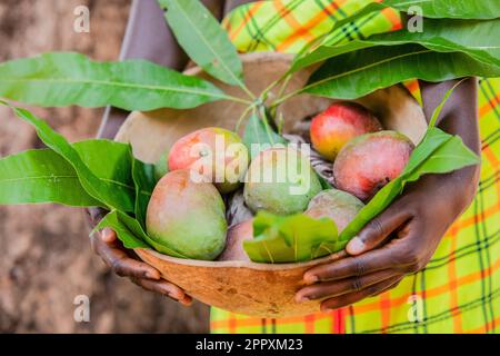 Dall'alto di raccolto anonimo africano femmina in colorato vestito tenere ciotola con frutta fresca mango Foto Stock