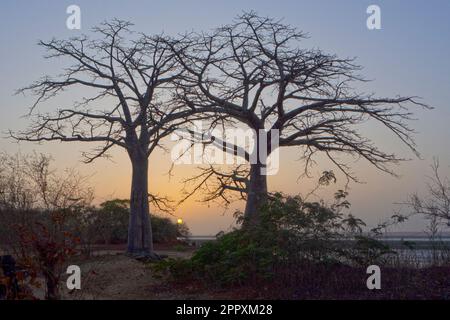 Scenario pittoresco di alti baobab che crescono sulla costa sabbiosa vicino a cespugli verdi al tramonto luminoso Foto Stock