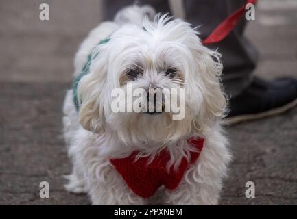 Wolgast, Germania. 25th Apr, 2023. Un cane in un gilet caldo cammina attraverso il porto di Wolgast. Non stabilizzato rimane il corso della settimana con temperature fluttuanti. Credit: Stefan Sauer/dpa/Alamy Live News Foto Stock