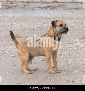 corriere di frontiera sulla spiaggia Foto Stock