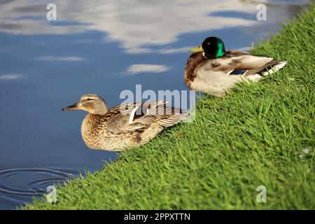Coppia di anatre di mallardo che riposano su una costa del lago in erba verde. Anatre selvatiche maschili e femminili in primavera o parco estivo Foto Stock