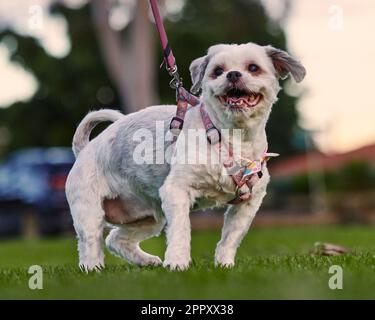 L'anziano maltese Shih Tzu in piedi in una zona di erba che indossa un guinzaglio Foto Stock