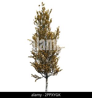 Lombardia Poplar Tree isolato su sfondo bianco vista frontale Foto Stock