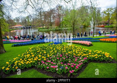 Tulipani si vedono smaltiti nella forma di un enorme tulipano. Keukenhof è anche conosciuto come il Giardino d'Europa, uno dei più grandi giardini fioriti del mondo, e si trova a Lisse, nei Paesi Bassi. Oltre ai milioni di tulipani, narcisi e giacinti nel parco, il fiore all'interno dei padiglioni è diventato più grande e più bello. Fino al 14 maggio 2023 si prevede che oltre 1 milioni di persone provenienti da tutto il mondo visiteranno la mostra. Keukenhof contribuisce in tal modo in modo in misura considerevole ai settori del turismo e della floricoltura olandesi. Foto Stock