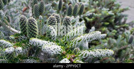 Primo piano di abete coreano, varianti di Silberlock. Germogli, e nero con coni verdi su rami di conifere. Foto Stock