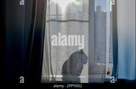 Il gatto è seduto sul davanzale e attraverso la tenda si può vedere la sua ombra, una silhouette. Giorno luminoso e soleggiato fuori dalla finestra. Foto Stock