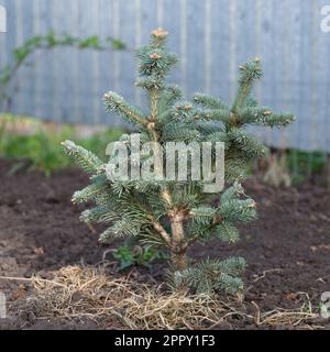 Un Abies lasiocarpa compacta. Primo piano. Foto Stock