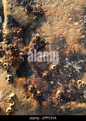 Scena della spiaggia trasformata in arte astratta, conchiglie di barnacle usurate (probabilmente Balanus crenatus), lichen bianco e arancione coprire una parete rocciosa possibili scale gialle Foto Stock