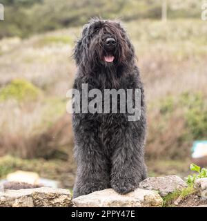 Bouvier des Flandres Foto Stock